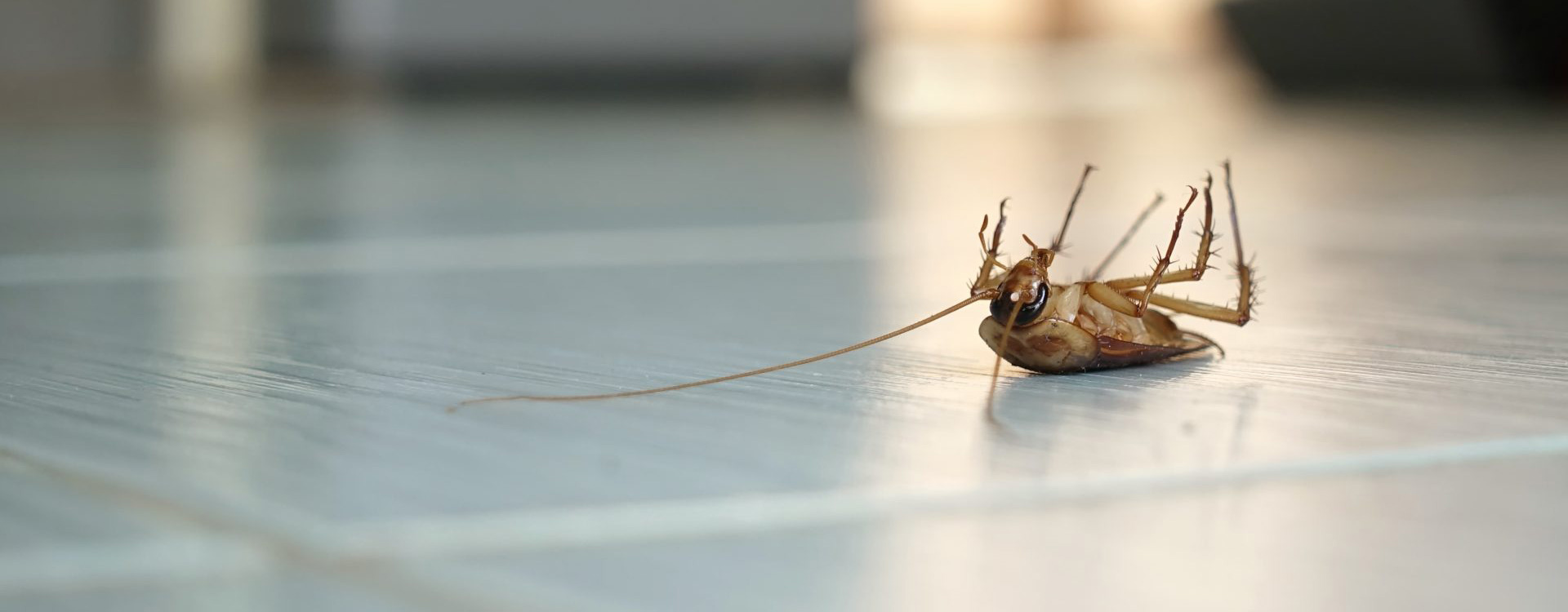 Commercial Pest Contol 3